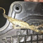 Dead Snake in a VW belly Pan Shop Shots