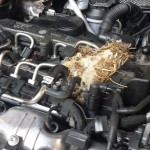 Animal damage to TDI