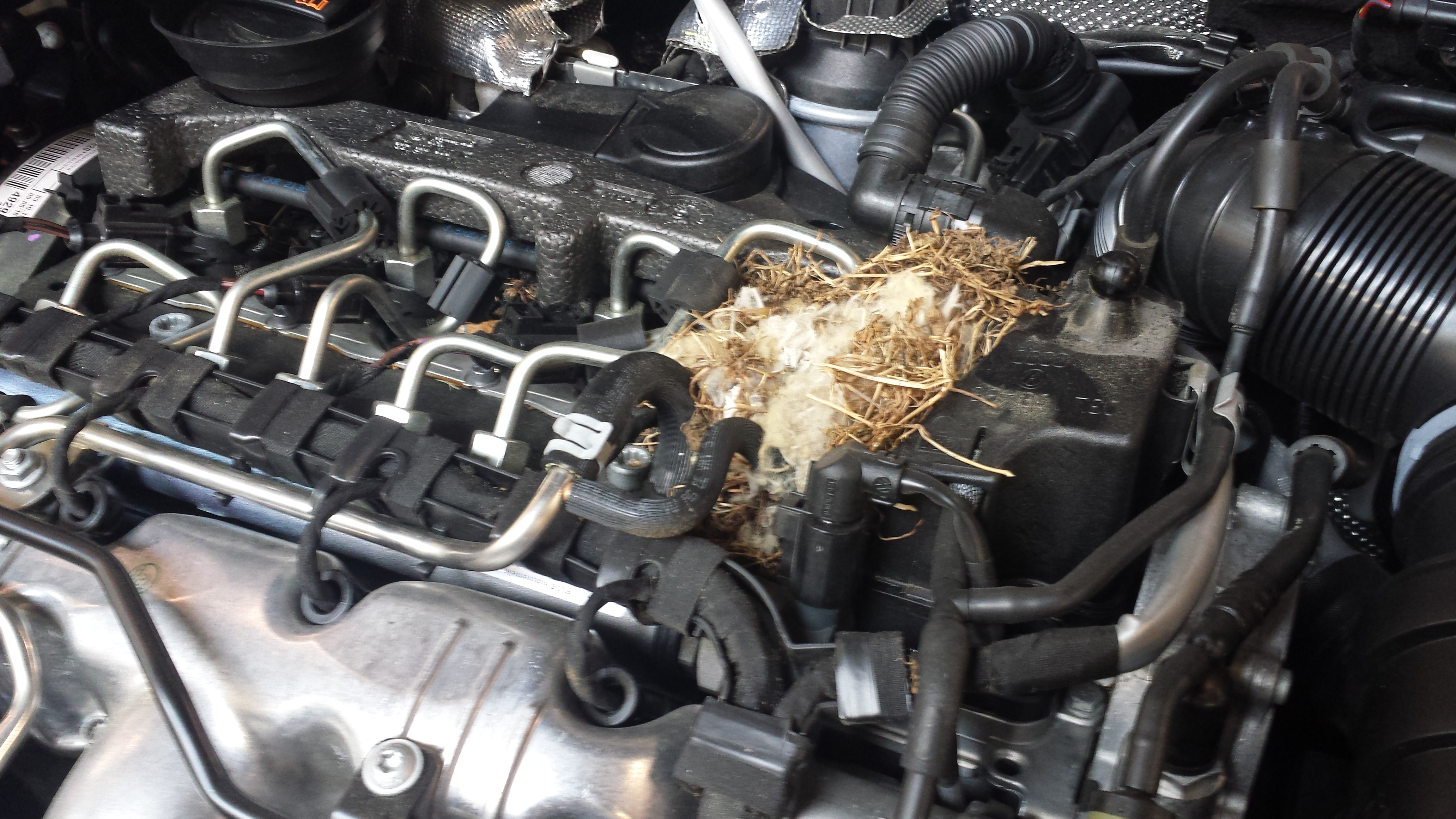 Animal damage to TDI